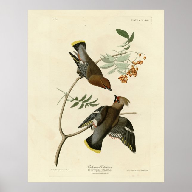 Poster Bohemian Chatterer (Waxwing) Audubon Birds América (Frente)