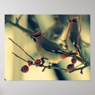 Póster Bohemian Waxwing