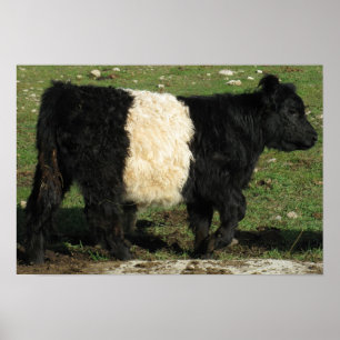 Poster Boi cercado lindo Beltie de Galloway