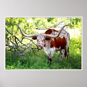 Poster Boi de Texas Longhorn