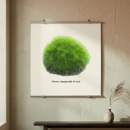 Poster Bola de Musgo Marimo Desenhada à Mão