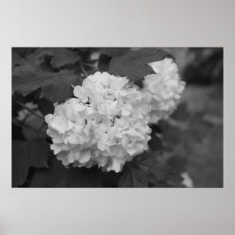 Póster Bola de neve em Primavera