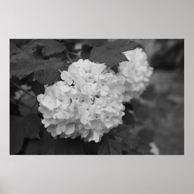 Póster Bola de neve em Primavera (Frente)