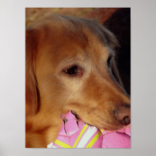 Póster Bola de Vamos