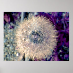 Póster Bola feericamente