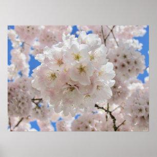 Poster Bolas de Flor Rosa
