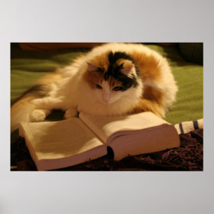 Póster Boletim Felino