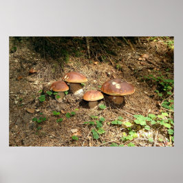 Poster boletus