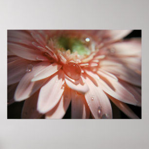 Póster Bolhas cor-de-rosa