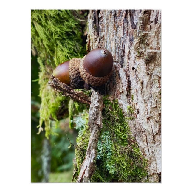 Póster Bolotas caídas na árvore (Frente)