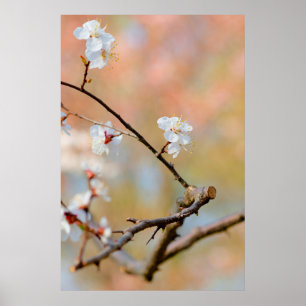 Poster Bolsas de damasco japonês