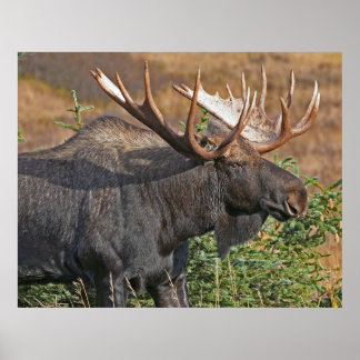 Póster Bom Bull Moose