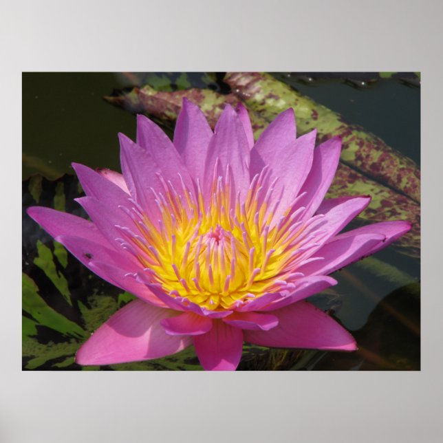 Poster Bom dia (Frente)