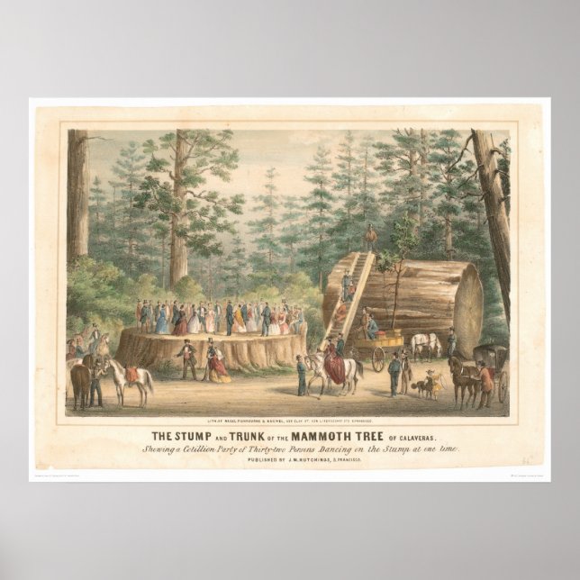 Póster Bomba da árvore de Mammoth de Calaveras (0977A) (Frente)