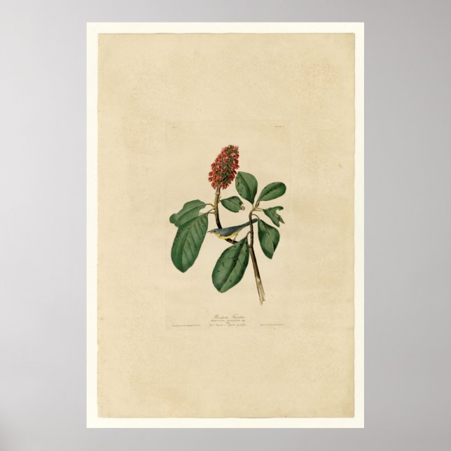 Poster Bonaparte Flycatcher_Audubon (Frente)