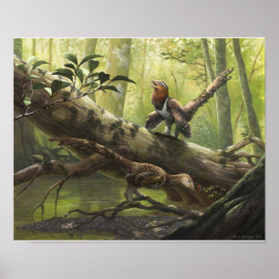 Póster Bondoc aviário de Balaur