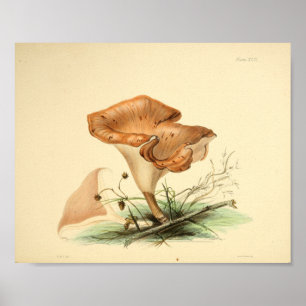 Poster Boné de Arte do Vintage 1855 Mushrooms Brown