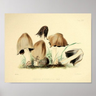 Poster Boné de Arte do Vintage 1855 Mushrooms Brown