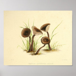Poster Boné de Arte do Vintage 1855 Mushrooms Brown