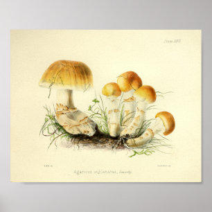 Poster Boné de Arte do Vintage 1855 Mushrooms Brown