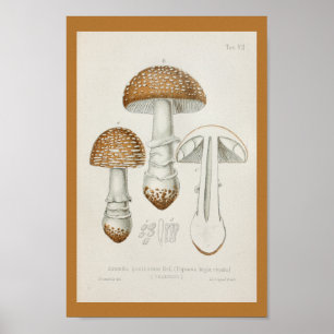 Póster Boné de Arte do Vintage 1899 Mushrooms Brown