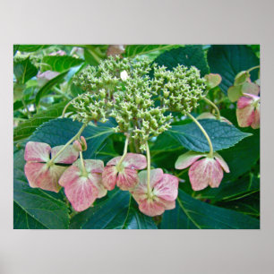 Póster Boné de rendas cor-de-rosa Hydrangea Blossomas - P