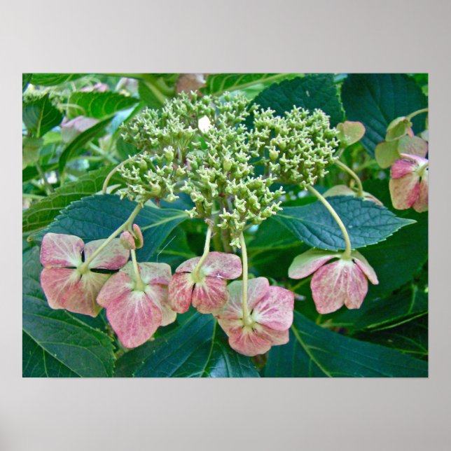 Póster Boné de rendas cor-de-rosa Hydrangea Blossomas - P (Frente)