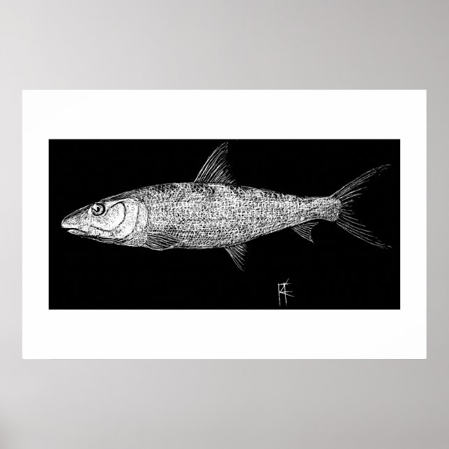 Póster Bonefish Scratch art (Frente)