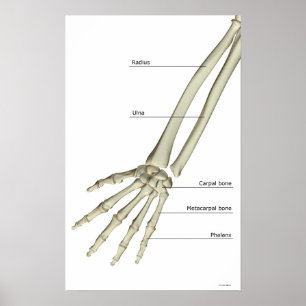Poster Bones of the Forearm