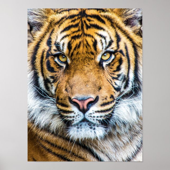 Poster Bonita face de Tigre (Frente)