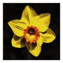 Bonita Flor De Primavera Daffodil Amarelo Na Cinza
