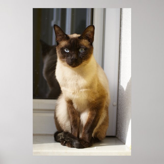 Póster Bonita Gato Siamês (Frente)