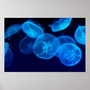 POSTER BONITA PEIXE