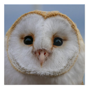 Póster Bonita Poster