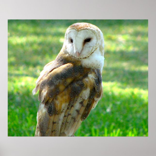 Póster Bonitão Barn Owl (Frente)