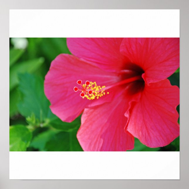 Póster Bonito a rosa (Frente)