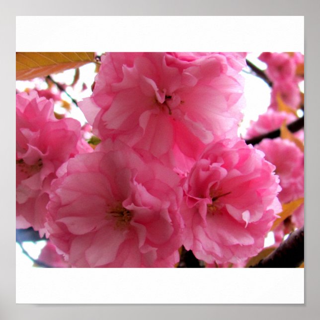 Póster Bonito a rosa (Frente)