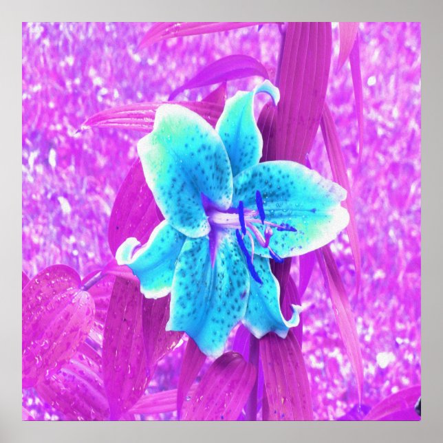 Poster Bonito Aqua Blue Stargazer Lily em Roxo (Frente)