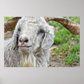 Poster Bonito Billy Goat