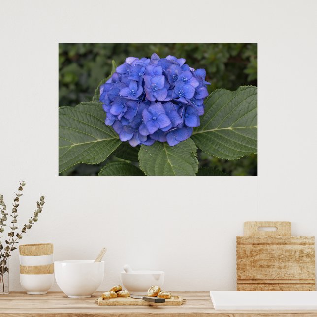Póster Bonito Blue Hydrangea (Cozinha)