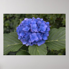 Póster Bonito Blue Hydrangea