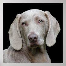 Bonito Cão Caçador de Weimaraner