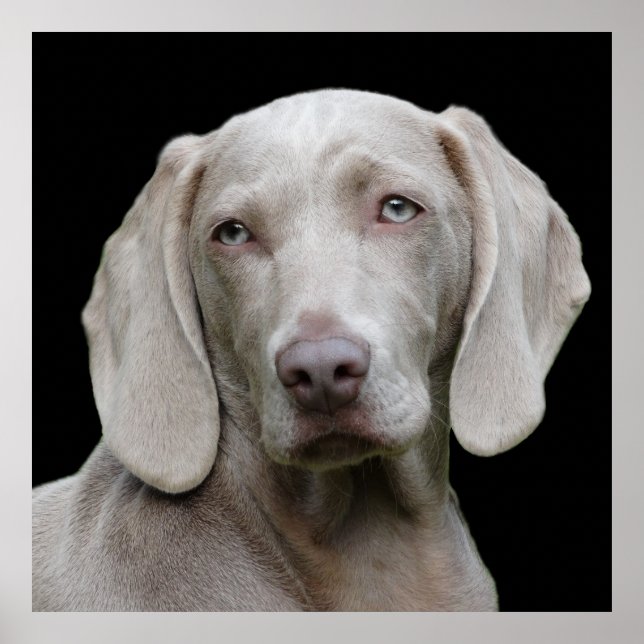 Poster Bonito Cão Caçador de Weimaraner (Frente)
