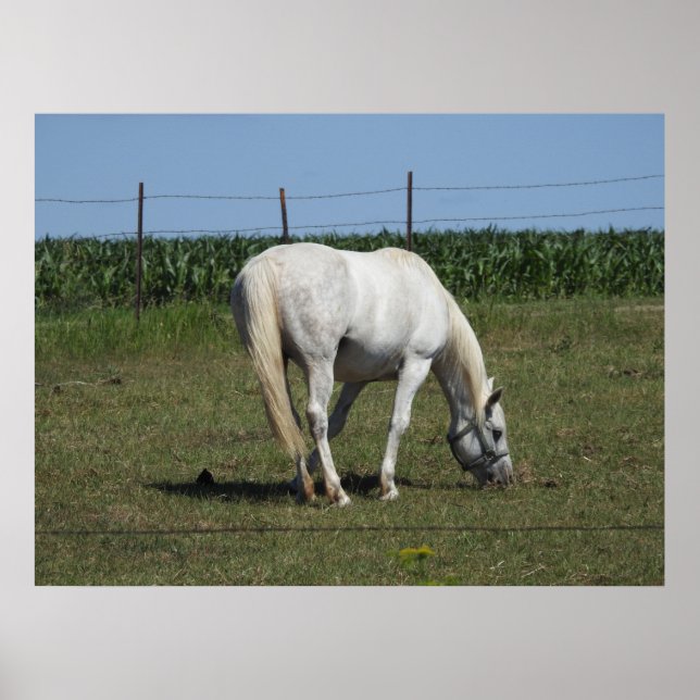 Poster Bonito Cavalo Branco Comendo em Campo de Fazenda (Frente)