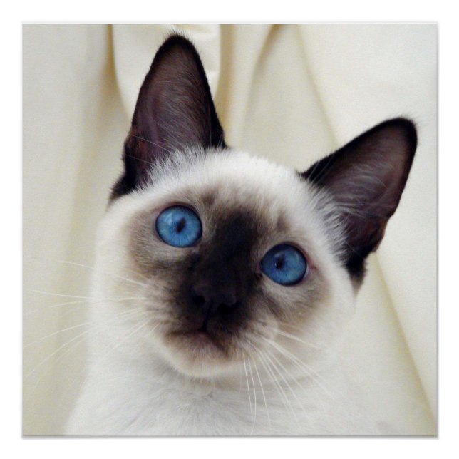Póster Bonito Chic Sweet Pet Siamese Kitten Poster (Frente)