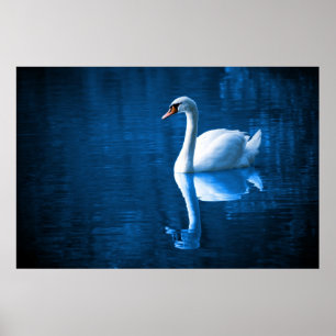 Poster Bonito cisne branco flutuando num lago azul