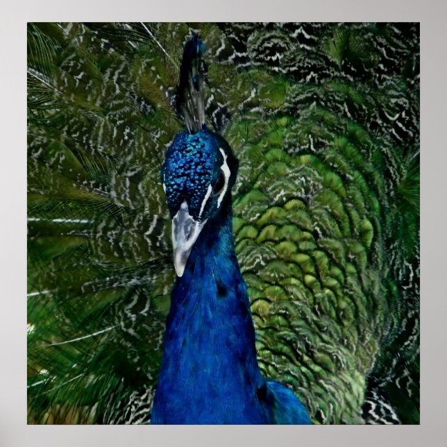 Póster bonito como uma estampa de pavão (Frente)