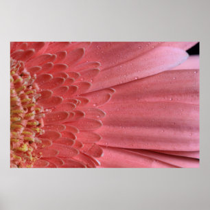 Poster Bonito Coral Rosa Gerbera Daisy
