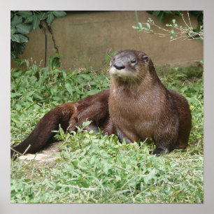 Poster bonito da lontra