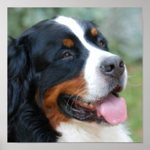 Poster bonito de Bernese